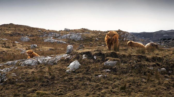 3-Day Lewis, Harris and the Outer Hebrides Small-Group Tour from Inverness - Arnol Blackhouse: real crofting life in one focused hour