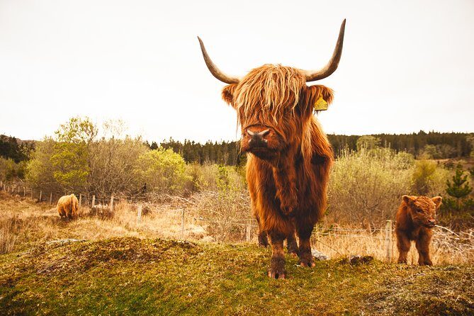 3-Day North Coast 500 Small-Group Tour from Inverness - Small-group comfort on a 16-seat mini-coach (and what to expect onboard)