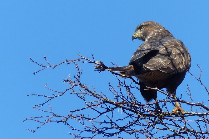 Discovery Wildlife Safari - Wildlife safari in Loch Lomond and the Trossachs: what makes it worth your time