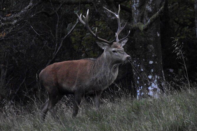 Discovery Wildlife Safari - Why conservation talk and glacial history make the tour better