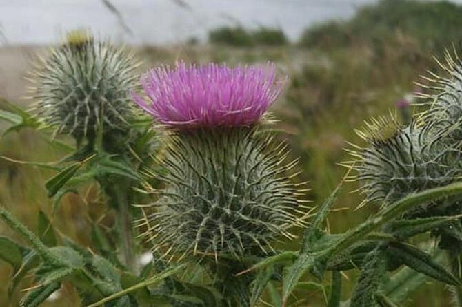 Edinburgh City Centre and St Andrews Private Driving Day Tour - Key Things That Make This Tour Worth Your Time
