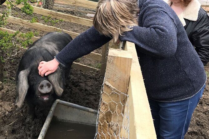 Errichel Farm Tour - Your One-Hour Tour: What You Actually Do at Errichel