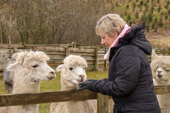Fun and Educational Alpaca Experience in the Scottish Borders - Hand-Feeding Tips That Make It Easier (and Cleaner)