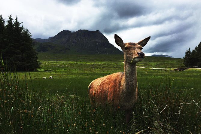 Glencoe & Highlands: Private Land Rover Tour - The Green Welly Stop: the no-stress break before Glencoe