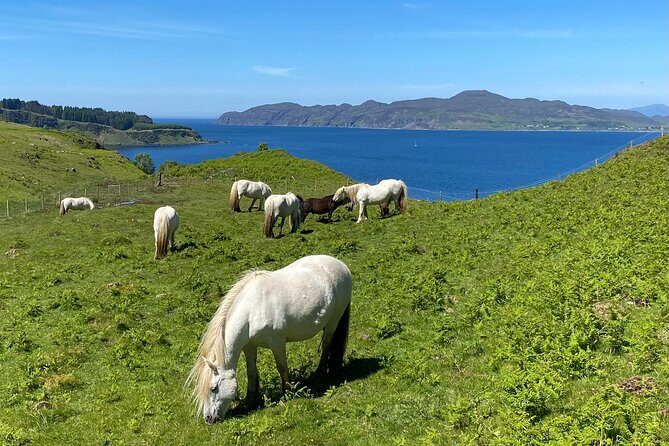 Guided Hebridean Farm Hike near Tobermory, Isle of Mull, Scotland - What makes Meadow Ridge special beyond the view