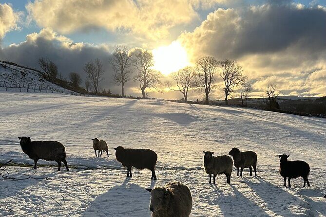 Guided Hebridean Farm Hike near Tobermory, Isle of Mull, Scotland - Price and value: $47.99 for 90 minutes of guided hill time