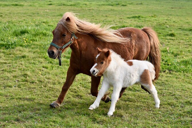 Half Day Private Tour with Puffins, Ponies and Past Shetland - Carol’s Ponies Meet-and-Photo Time: Close, Quiet, and Full of Breed Facts