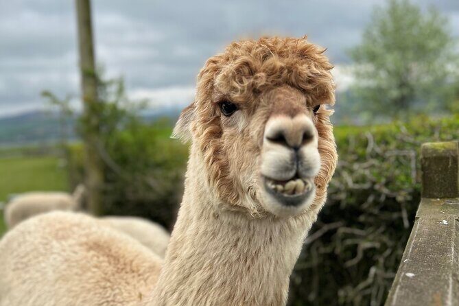 Highland Cows, Walk Alpacas & Scottish Wildlife Centre from Edin. - Key highlights you’ll care about