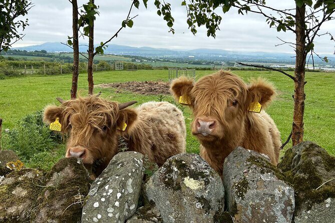Highland Cows, Walk Alpacas & Scottish Wildlife Centre from Edin. - Nith Valley Alpacas: a one-hour supervised walk through forest weather