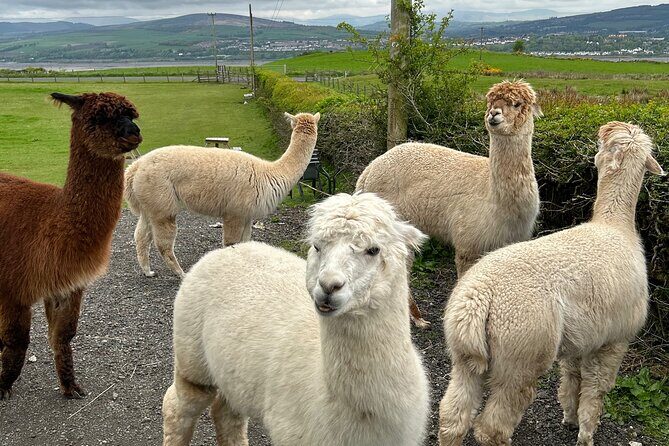Highland Cows, Walk Alpacas & Scottish Wildlife Centre from Edin. - Food, water, and the day’s comfort factor