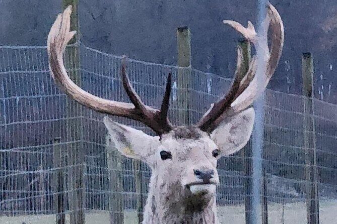 Highland Cows, Walk Alpacas & Scottish Wildlife Centre from Edin. - Price and value for a private group up to four