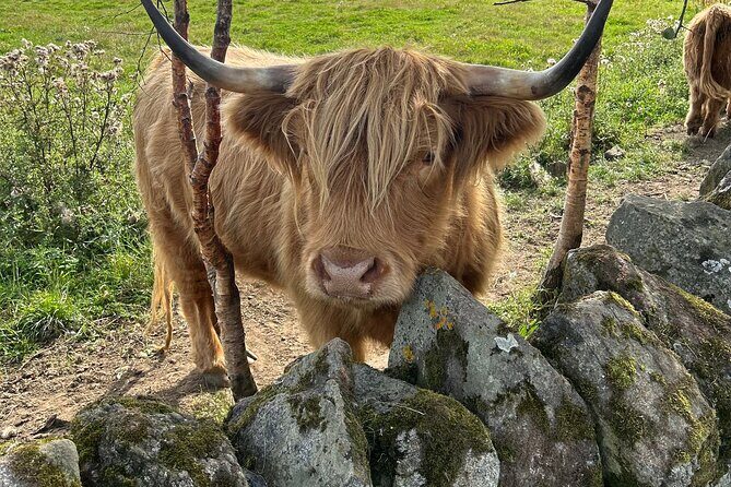 Highland Cows, Walk Alpacas & Scottish Wildlife Centre from Edin. - Who should book this Edinburgh animal day (and who might skip it)