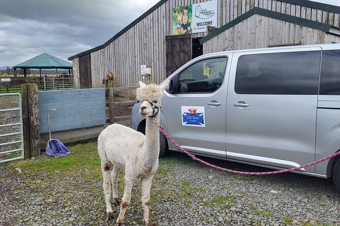 Highland Cows, Walk Alpacas & Scottish Wildlife Centre from Edin. - Swanston Farm: Highland cows, farm animals, and that first-wow moment