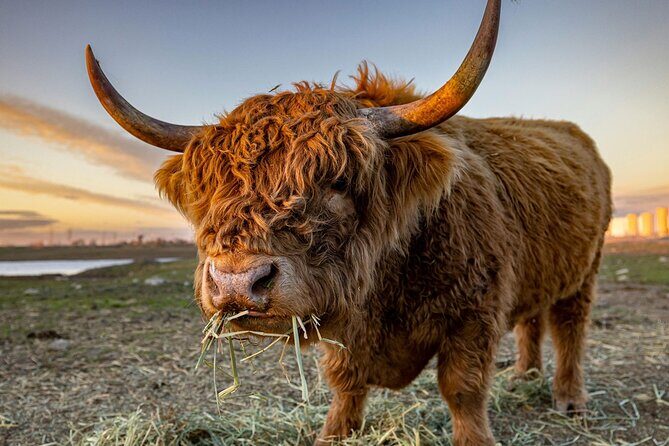 Highland Lochs & Castles Tour to Oban & Glencoe - Key Highlights You’ll Feel Immediately
