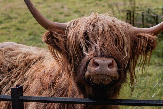 Highlands Cows Glencoe and Castles Private Tour from Glasgow - Kilchurn Castle: One of Those Fast Photo Moments