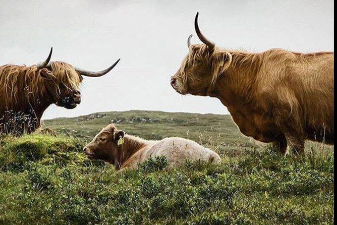 Highlands + Glencoe + Loch Ness Private Tour - Key highlights from the Highlands route