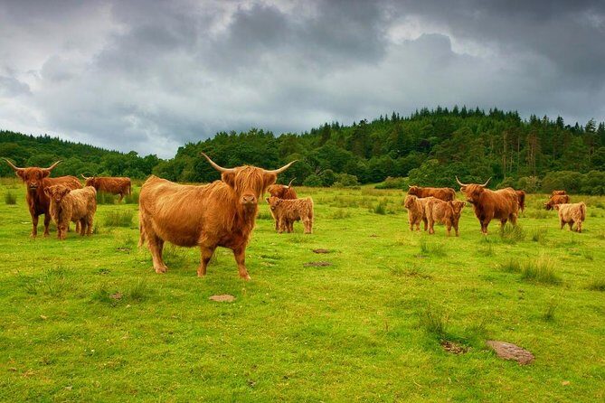 Highlights of Scotland Custom Private Tour from Edinburgh - Should you book this Highlights of Scotland private tour?