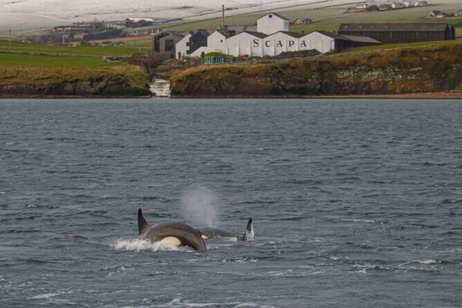 Historic Orkney Showcase Private Tour By a native Islander - Should You Book This Private Historic Orkney Tour?