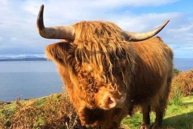 Invergordon Cruise Ship Tour Dunrobin Castle, Dornoch, Distillery - Dornoch Cathedral Area and Shop Time: Your One-Town Break