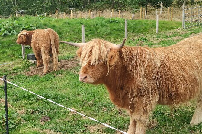 Invergordon Shore Excursion Highland Bucket List Tour - Pace, Photo Stops, and How to Survive a 7-Hour Cruise Day