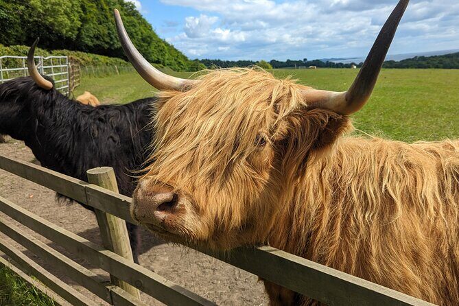 Loch Lomond, Highland Cows, Victorian Town, Castle Half-Day Tour - A 5-hour private trip from Glasgow to Loch Lomond and Doune Castle