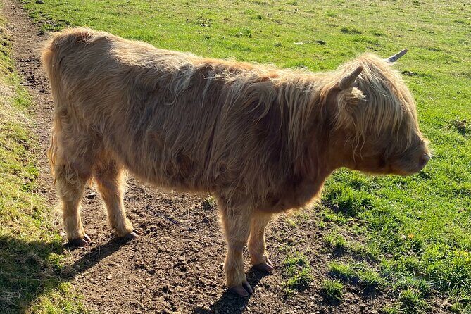 loch Ness, Clava Cairns, Culloden, COO,S, DRAMS & Outlander sites - Beauly Priory ruins and Robertson’s Farm: history plus animals