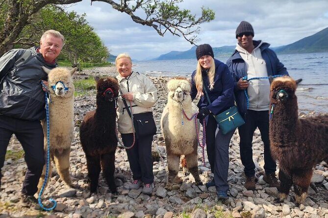 Loch Ness with Castles, Beaches, Mountains and MONSTERS - Stop 1: Loch Ness Alpacas (That Optional Pay-On-Day Charm)