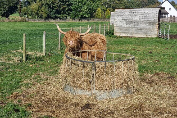 Lochness and Inverness day Tour - Hairy cows at Robertson’s Farm Shop, plus animal break energy