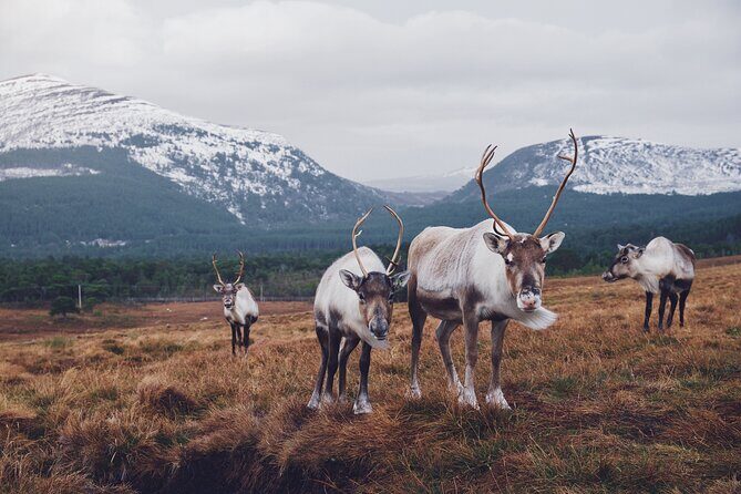 Private Cairngorm National Park tour - Highland Folk Museum: a quick time-travel start (with a donation)