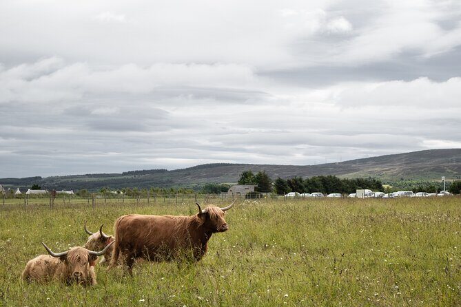 Private Full-Day Tour to the Scottish Highlands and Loch Ness - Dalwhinnie Distillery: whisky time between castles and lochs