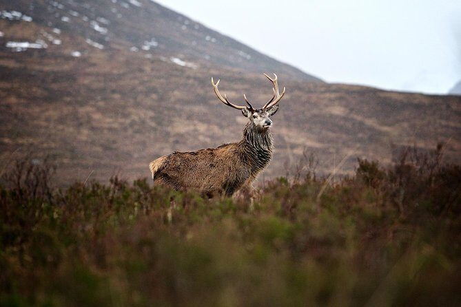 Private Glencoe Driving Tour from Edinburgh - Pickup, Timing, and the Long-Drive Reality