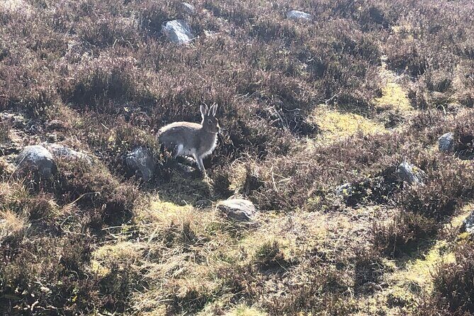 Private Guided Mountain Walking Experience in the Cairngorms - Weather Reality: When Cloudy Days Still Work