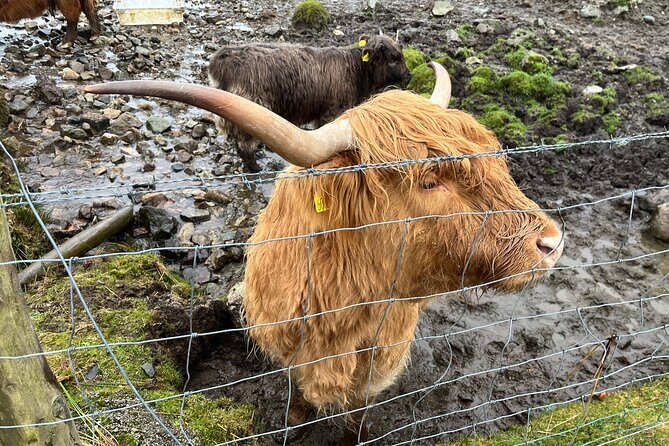 Private Scottish Highlands and Loch Ness Tour from Edinburgh - Price and Value: What $1,163.39 Really Buys You