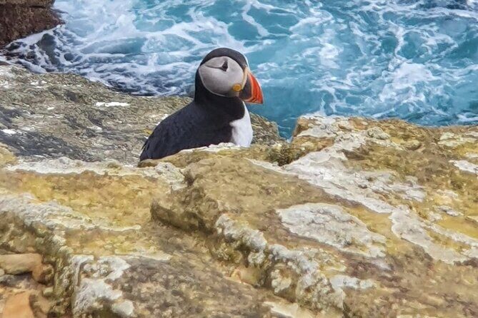 Scapa Tours - Stop 4: Yesnaby Cliffs for sea and birds, plus an optional Castle walk