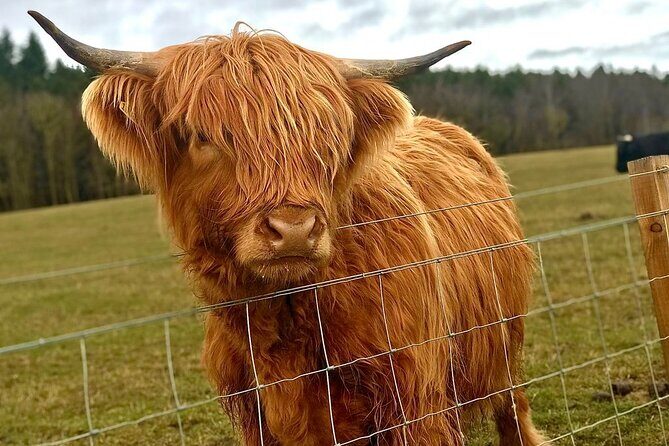 Scone Palace, Nature, Pitlochry, Whisky Experience from Edinburgh - Pitlochry: the short town pause that keeps the day human