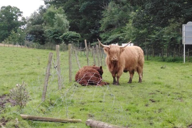 Stirling Castle, Hairy Coo's & The Trossachs - Battle of Bannockburn Visitor Centre: a short walk through 1314