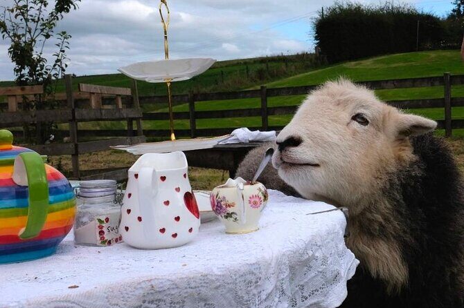 Tea with Naughty Sheep - Entering the meadow: how the experience actually unfolds