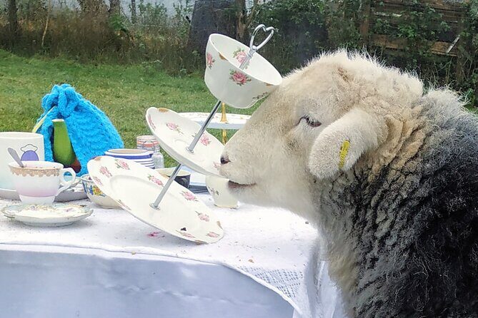 Tea with Naughty Sheep - Price and value: what $102.98 buys you