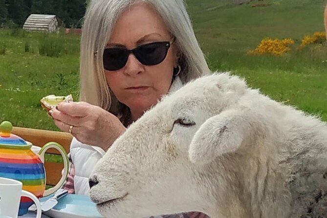 Tea with Naughty Sheep - Getting there from Stirling: plan before you book