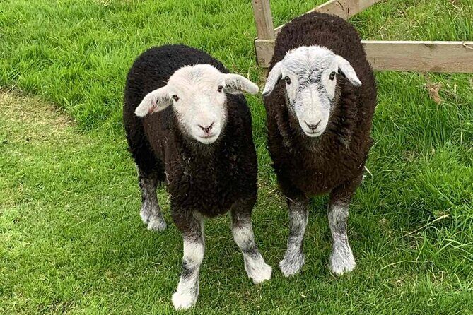 Tea with Naughty Sheep - Who this is for (and who should skip it)