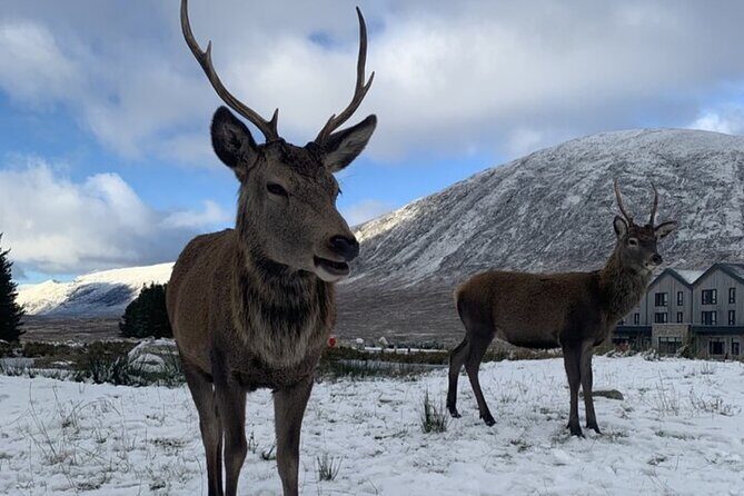 Ultimate Day tour Edinburgh: Glencoe, Highland Cows, Loch Lomond - Loch Lomond drive: photo stops plus a sing-along moment