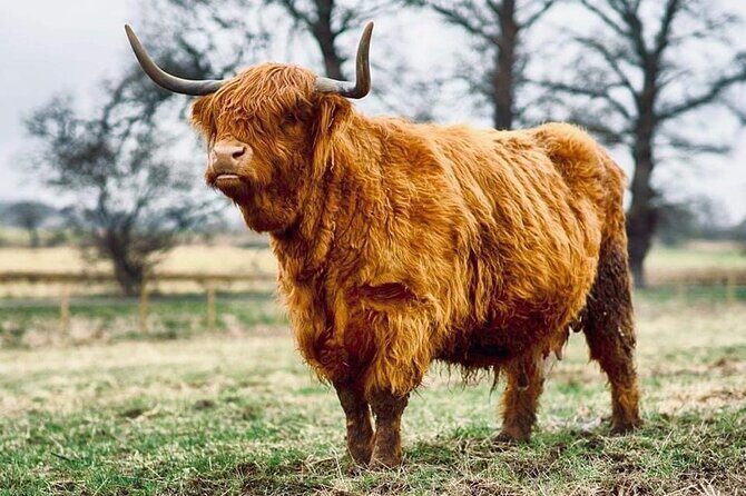 Urquhart Castle, Culloden, Clava Cairns, Loch Ness - Loch Ness Photo Chances That Don’t Eat the Day