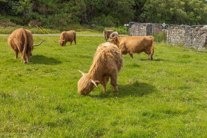 Wild West Coast Adventure (Part 1) - Why this day feels like real Scotland (not a rush tour)