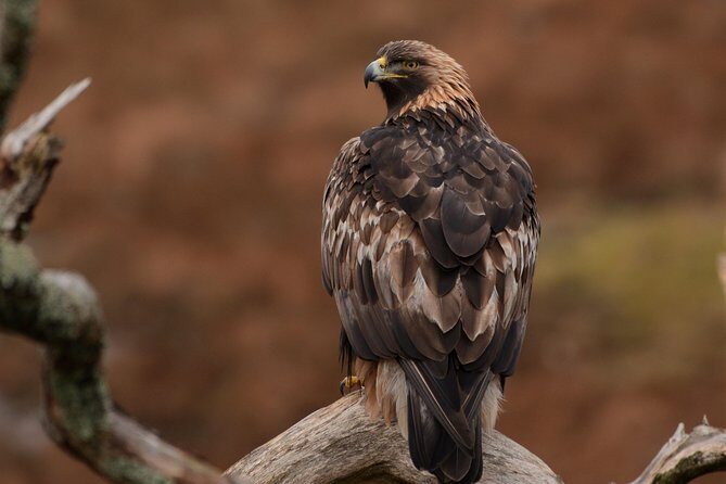 Wildlife Watching Safari by Vehicle & Walks / Photography workshops with a Guide - Meet Stewart Dawber: The Guide Who Thinks Like a Photographer