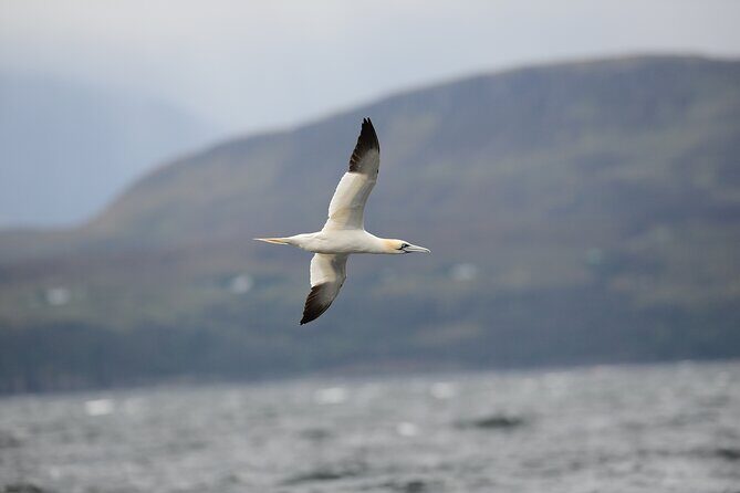 Wildlife Watching Safari by Vehicle & Walks / Photography workshops with a Guide - Stop 1: Dunscaith Castle for Atmosphere and Attention